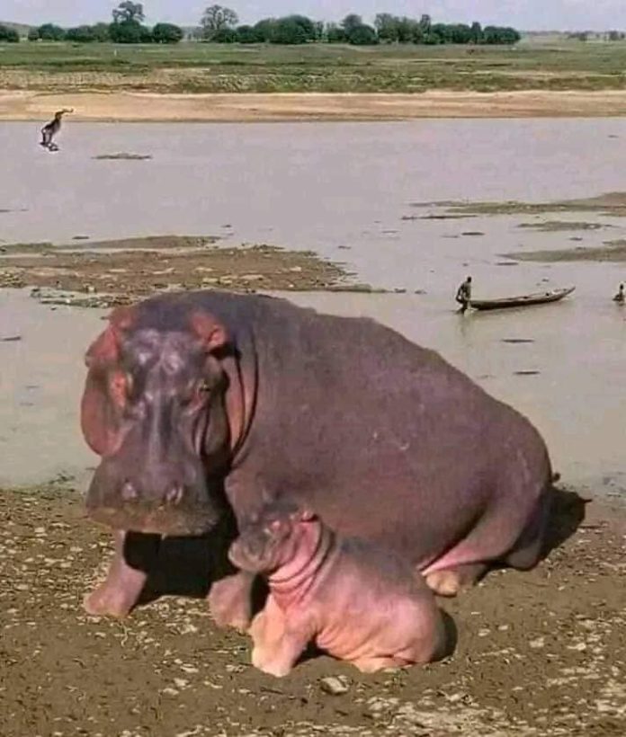 18 Hippopotamus k!lls Emir of Yauri's guard in Kebbi