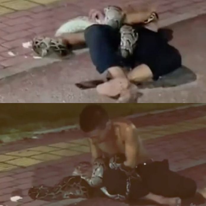 10 Drunk man picks fight with python on street