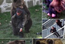 ANGRY bear TOSSED man around in zoo enclosure