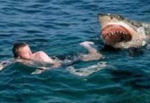 ONE dead, and another injured in deadly shark attack at popular Red Sea