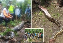 Missing grandmother found INSIDE the belly of a snake in Indonesia