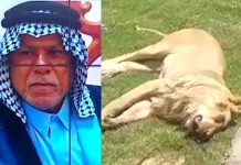 Man Mauled To Death By Pet Lion Just Days After Buying It For Backyard