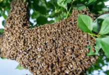 Man KILLED by a swarm of bees in Zimbabwe