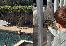 Meghan SHARES sweet videos of Lilibet and Archie splashing water and feeding animals at the zoo