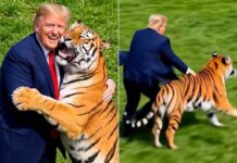 Trump sparks outrage with AI video parodying zoo tiger attack that shows him wrestling the beast
